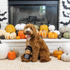 Fringe Studio Trick or Sleep Sloth Dog Toy - Toys - Fringe Studio - Shop The Paw