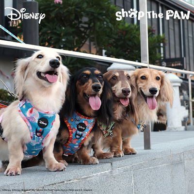 Disney Adjustable Harness | Ariel The Little Mermaid - Pet Collars & Harnesses - Disney/Pixar - Shop The Paw