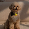 Line Friends Sally LED tags for dogs & cats