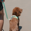 Pups & Bubs Roam Multi-way Waterproof Leash LITE