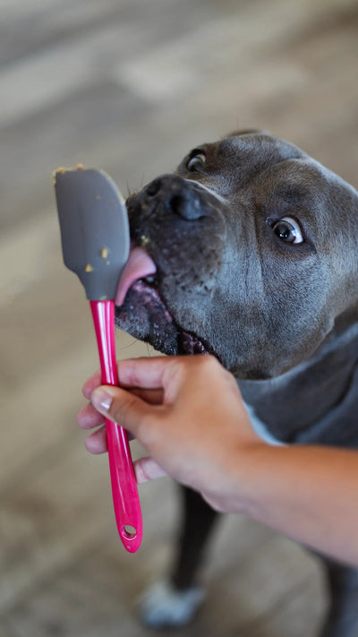 Messy Mutts Silicone Therapeutic Dog Lick Mat with Silicone Spatula (Assorted) - Pet Bowls, Feeders & Waterers - Messy Mutts - Shop The Paw