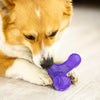 GiGwi Multi-sounds Bone - Dog Toys - GiGwi - Shop The Paw