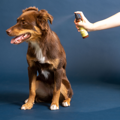 Black Sheep Organics Lemongrass & Mint Organic Off-Leash Spray