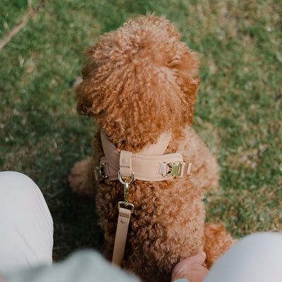 [PRE-ORDER] Pups & Bubs Roam Luxe Harness (Desert) - Pet Collars & Harnesses - Pups & Bubs - Shop The Paw