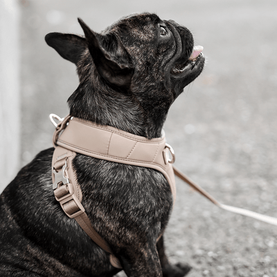 [PRE-ORDER] Pups & Bubs Roam Luxe Harness (Desert) - Pet Collars & Harnesses - Pups & Bubs - Shop The Paw