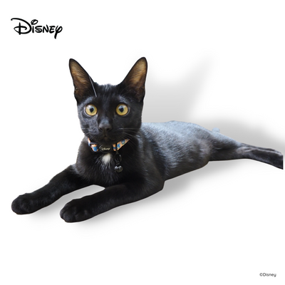 Disney Cat Collar | Foodie Stitch - Orange - Pet Collars & Harnesses - Disney/Pixar - Shop The Paw