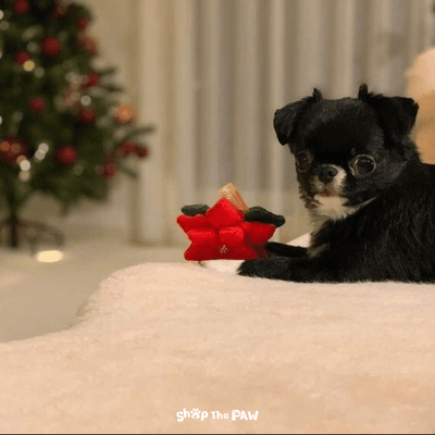 Bailey Christmas Bell and Poinsettia | Small - Dog Toys - Bailey - Shop The Paw