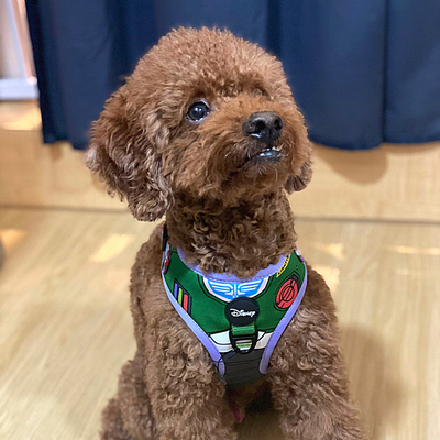 Pixar Adjustable Harness | Buzz Lightyear - Pet Collars & Harnesses - Disney/Pixar - Shop The Paw